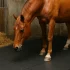Alles wat je moet weten over slowfeeders voor je paard